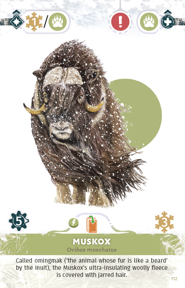 arctica
