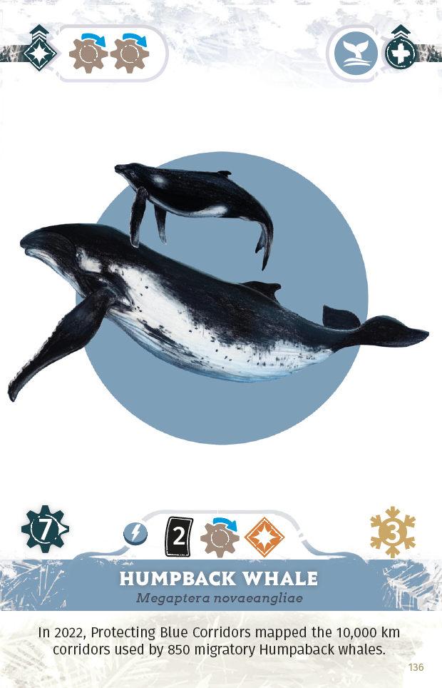 arctica