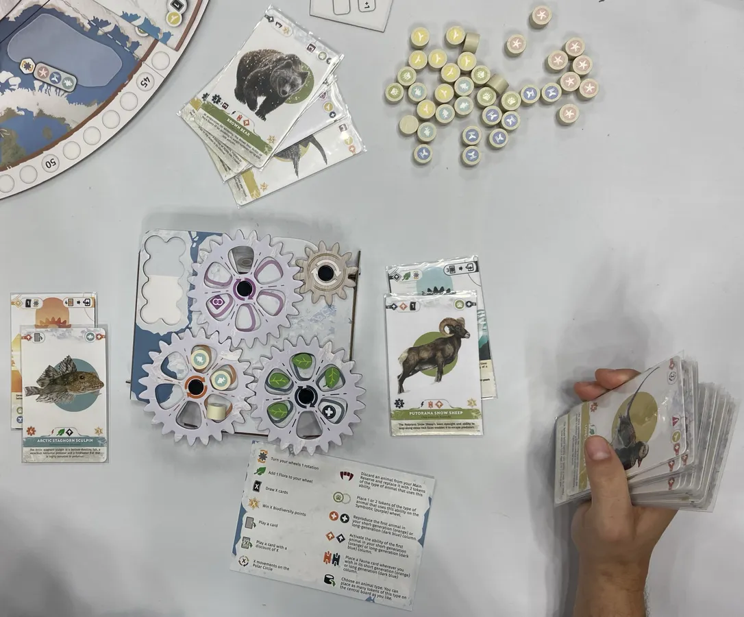 arctica
